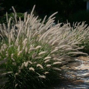 pennisetum