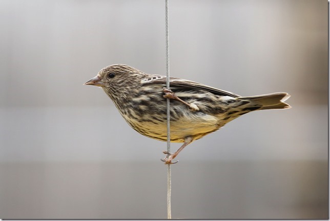 Bird clinging to a wire in the garden