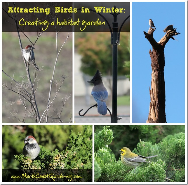 Attracting Birds in Winter: How to create a habitat garden by proving food, water, cover to help birds through winter by www.NorthCoastGardening.com.