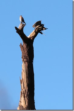 Hawk on a snag