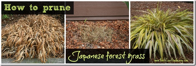 How-to-prune-Japanese-forest-grass-Hakonechloa.jpg
