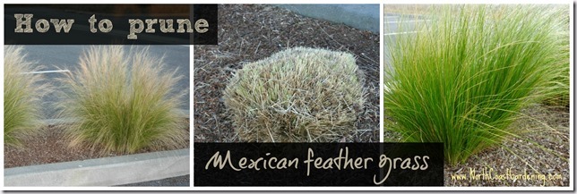 How-to-prune-Mexican-feather-grass-Nasella-tenuissima.jpg