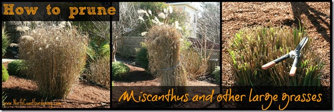 How-to-prune-Miscanthus-and-other-large-grasses.jpg