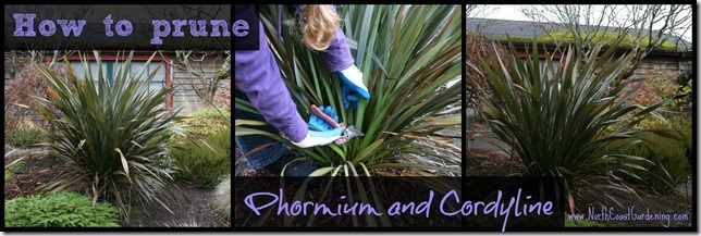How-to-prune-Phormium-and-clumping-Cordyline-grasses.jpg
