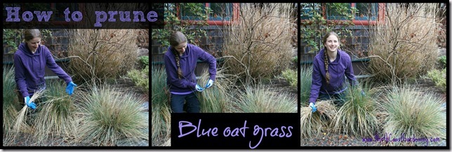 How-to-prune-blue-oat-grass.jpg