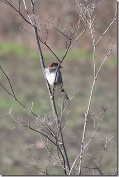 bird in a native habitat