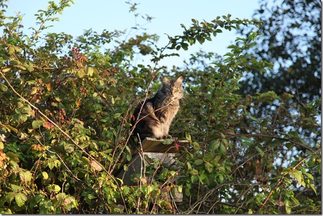 handsome hunting cat