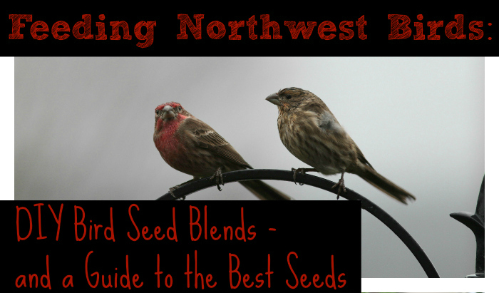 DIY Bird Seed Recipe Blends for Feeding Wild Birds from North Coast Gardening