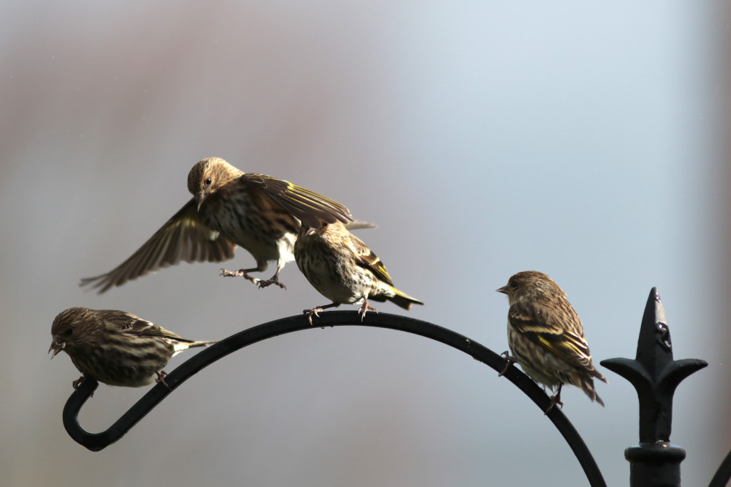 DIY Bird Seed Recipes - plus a guide to the best seeds for Northwest birds