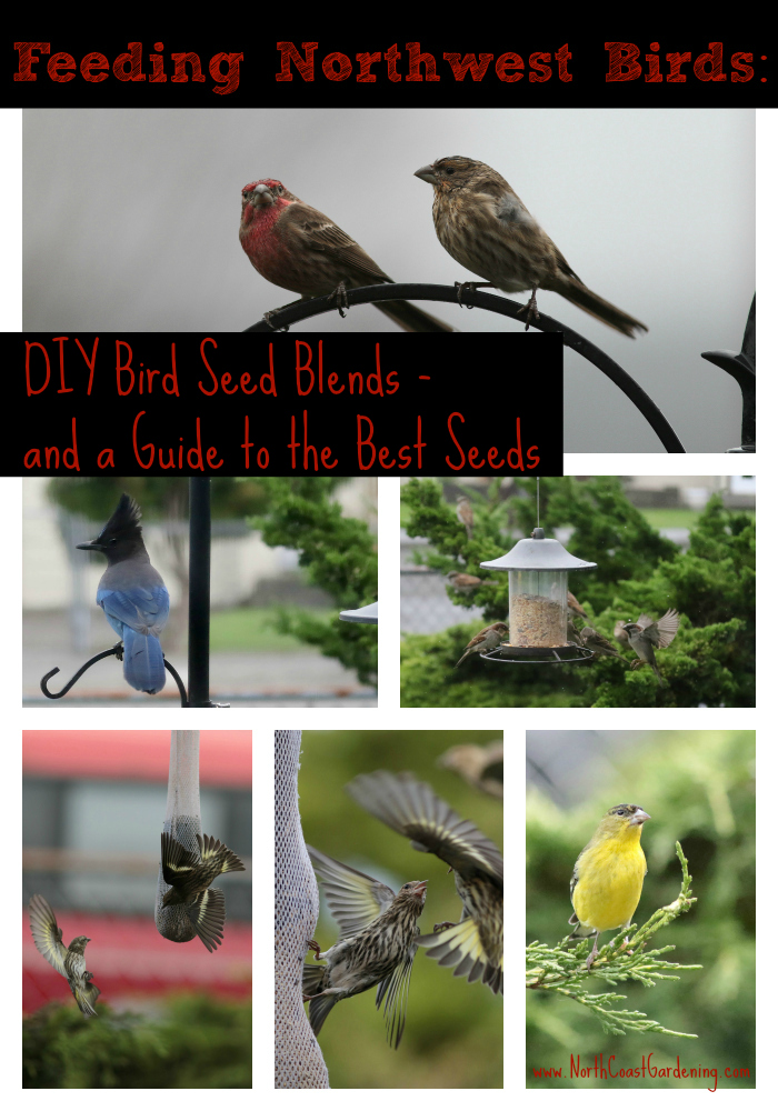 DIY Bird Seed Recipe Blends for Feeding Wild Birds