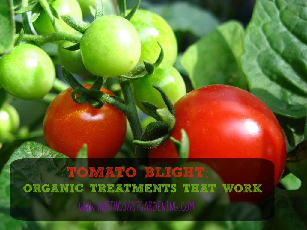 TOMATO BLIGHT - ORGANIC TREATMENTS THAT WORK