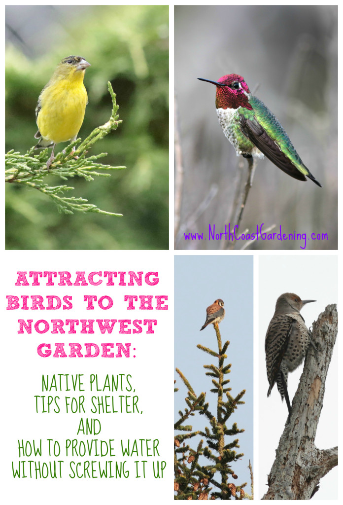 Attracting birds to the Pacific Northwest garden