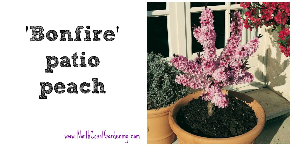 Bonfire Patio Peach, a great choice for narrow patio spaces