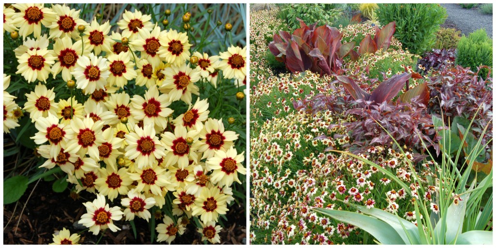 Coreopsis 'Autumn Blush