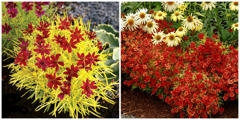 Coreopsis 'Cherry Lemonade'