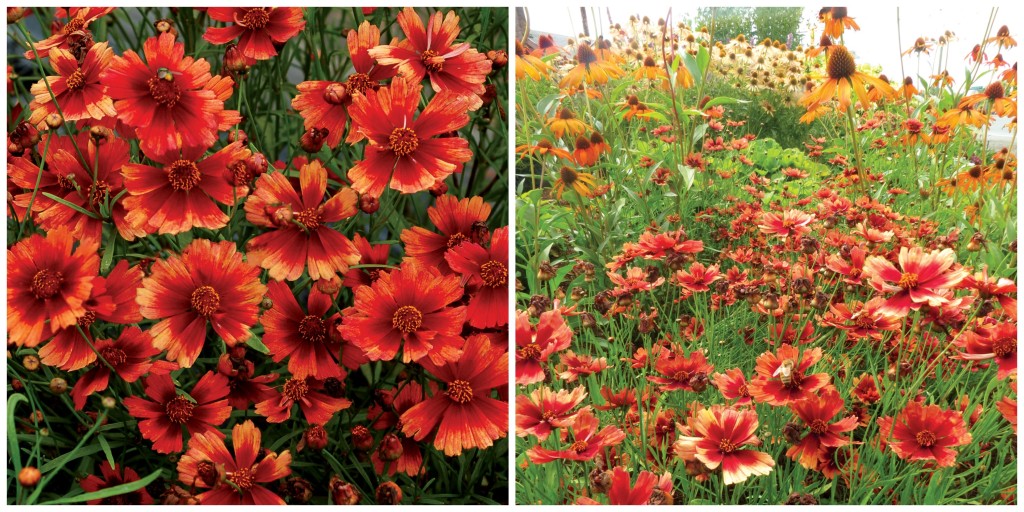 Coreopsis 'Desert Coral'