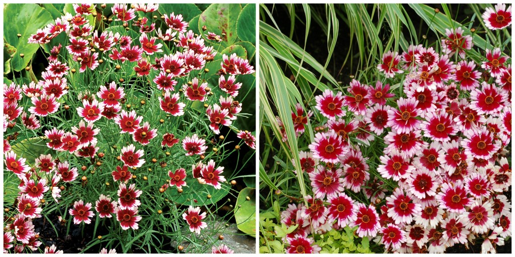 Coreopsis 'Fruit Punch'