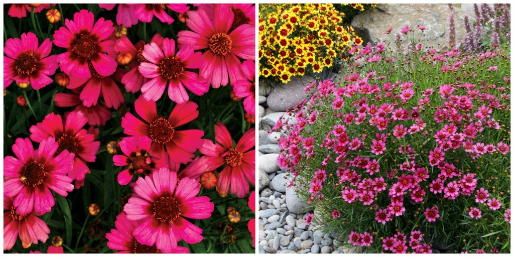 Coreopsis 'Garnet'