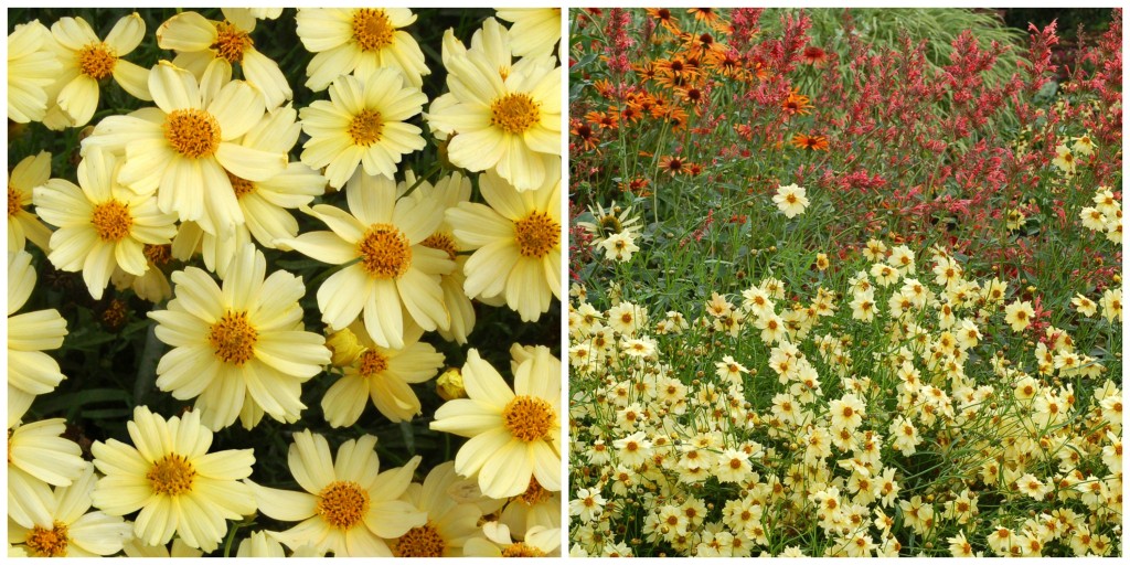 Coreopsis 'Moonlight'