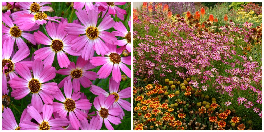 Coreopsis 'Pink Sapphire'