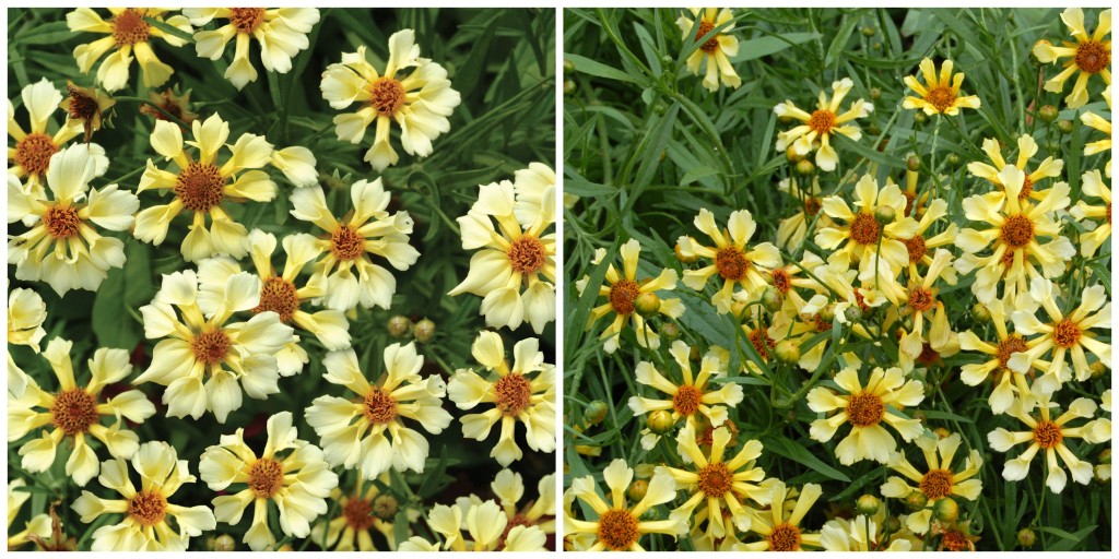 Coreopsis 'Pinwheel'