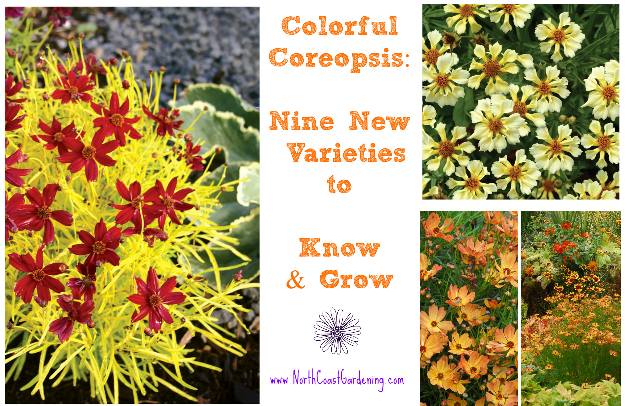 The Many Faces of Coreopsis: New Varieties to Love