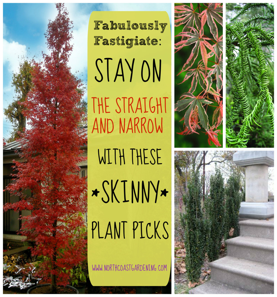 Fabulously fastigiate - Stay on the straight and narrow with these skinny plant picks from www.northcoastgardening.com