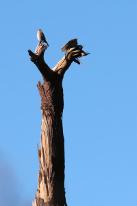 Hawk on a snag