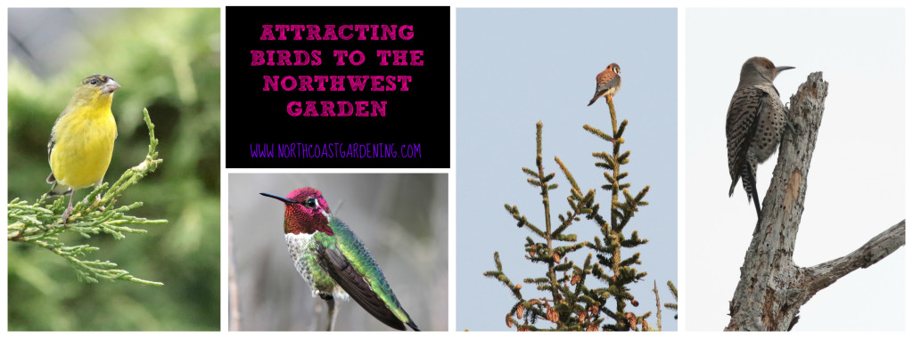 How to attract birds to the northwest garden - plant picks and tips for shelter and water