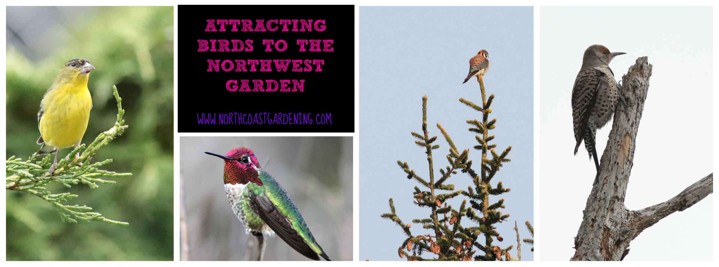 Attracting Birds to the Pacific Northwest Garden