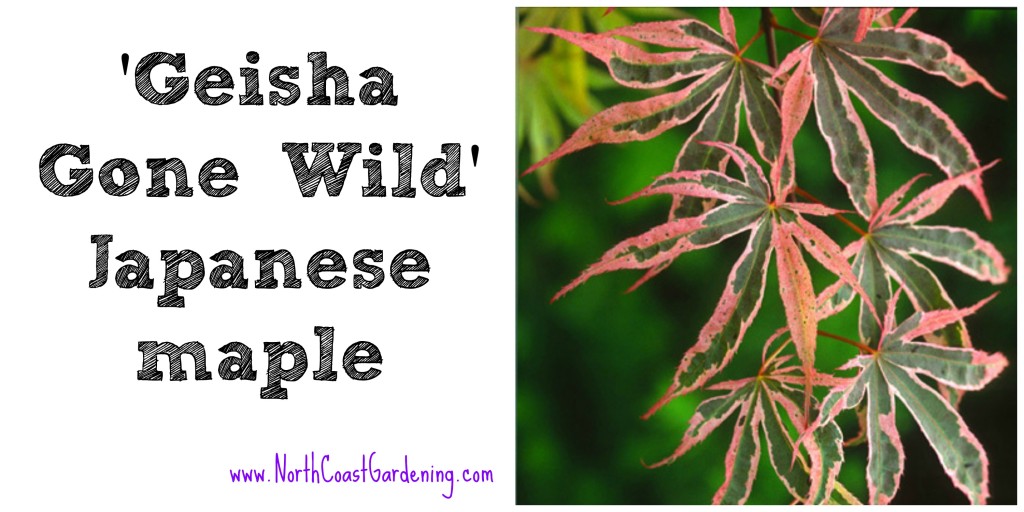 Japanese maple Geisha Gone Wild, a narrow tree for small spaces