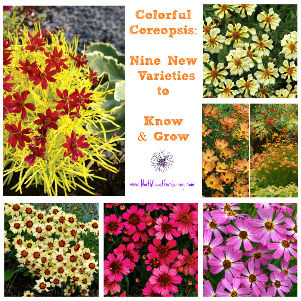 New Coreopsis varieties to know and grow