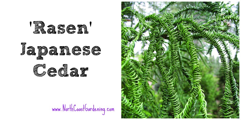 Rasen Japanese cedar - a tall and narrow shrub
