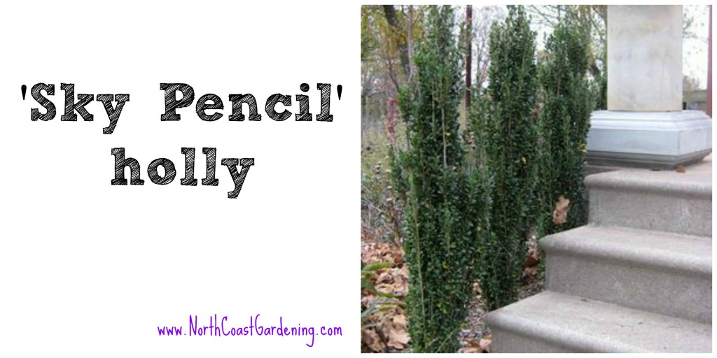 Sky Pencil upright holly, tall and narrow for small spaces