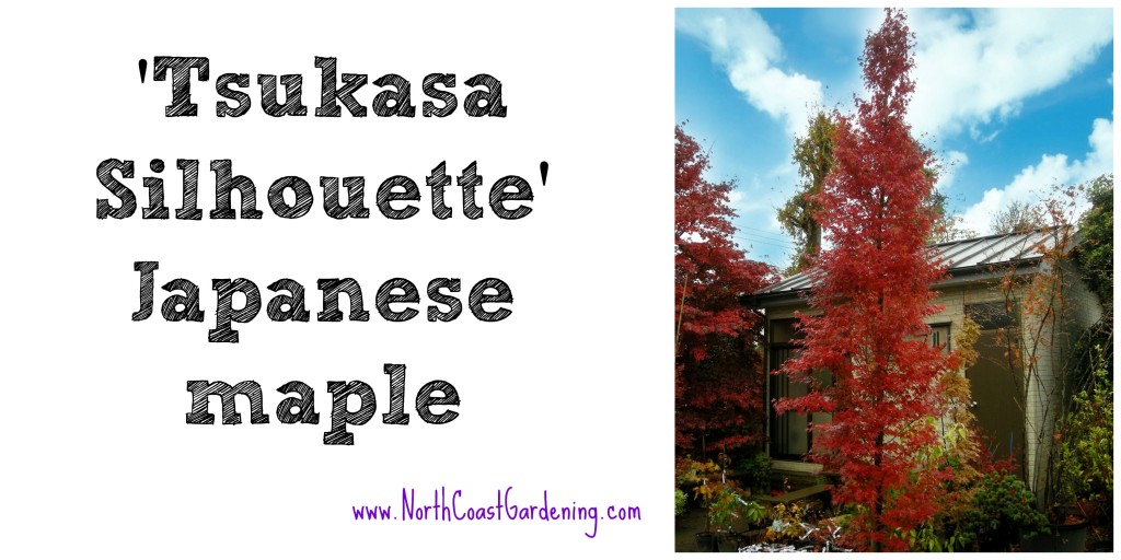 Tsukasa Silhouette Japanese maple, a great narrow tree for small spaces -