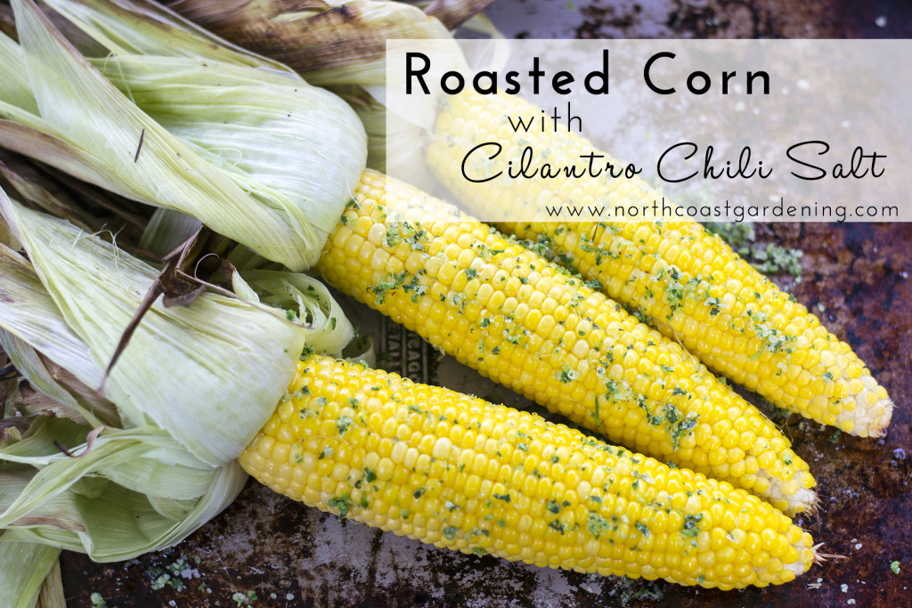 Roasted Corn with Cilantro Chili Salt  from www.northcoastgardening.com