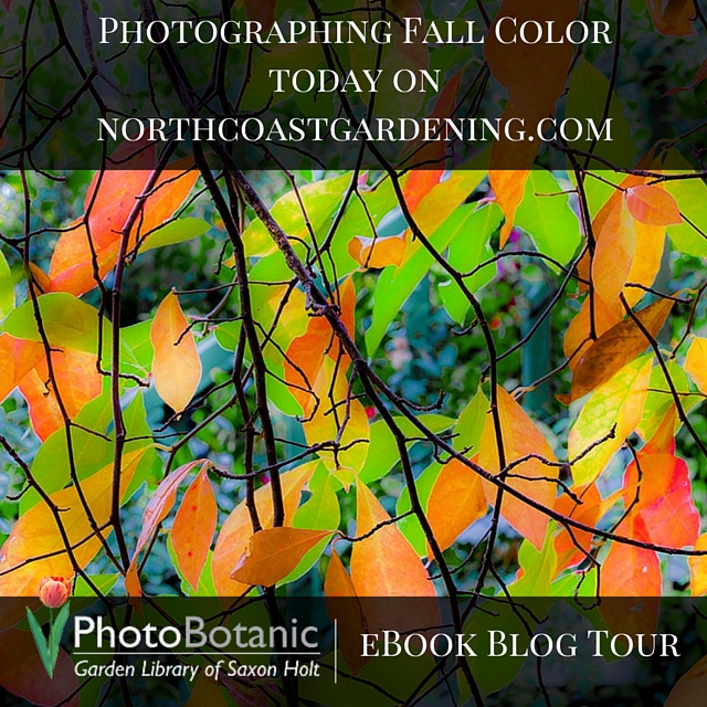 Photographing the Leaves of Fall: with Saxon Holt (Book Giveaway!!)