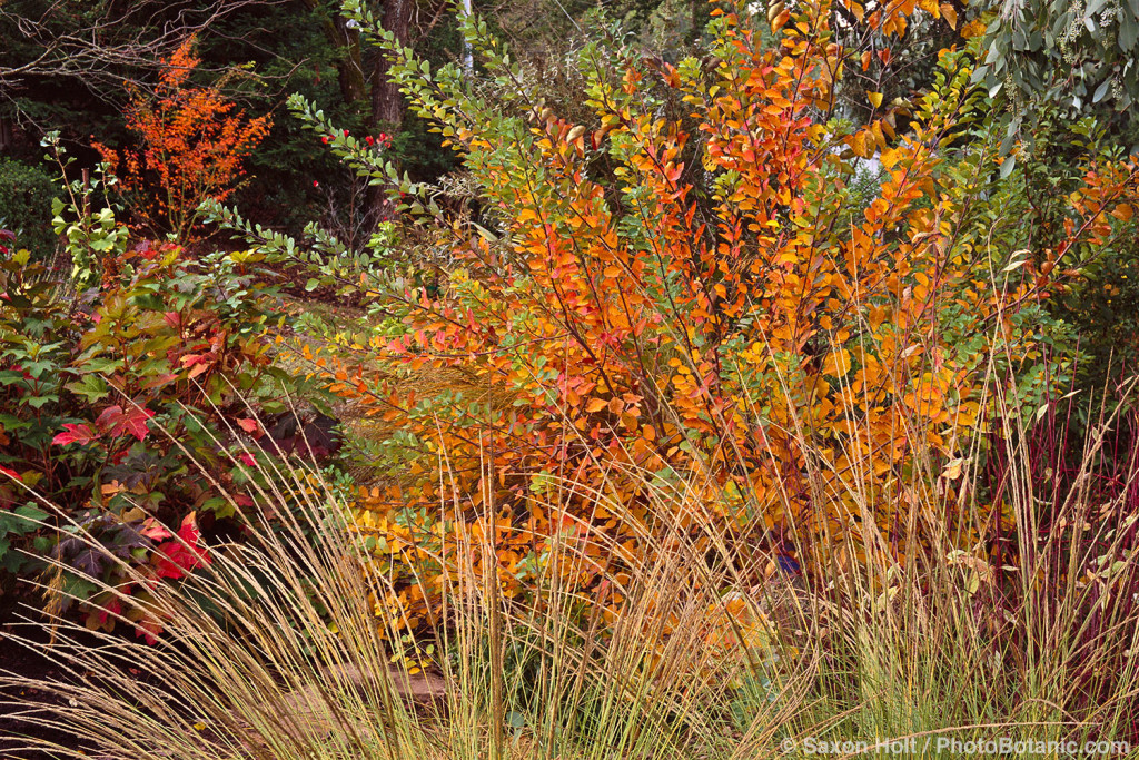 Cotinus coggyria 'Pink Champagne' shrub in California autumn garden with Muhlenbergia rigens grass