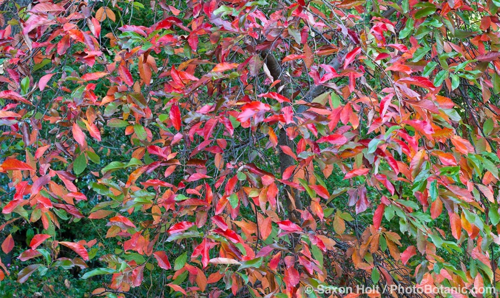 Tapestry of autumn leaves, Tupelo tree - Nyssa sylvatica