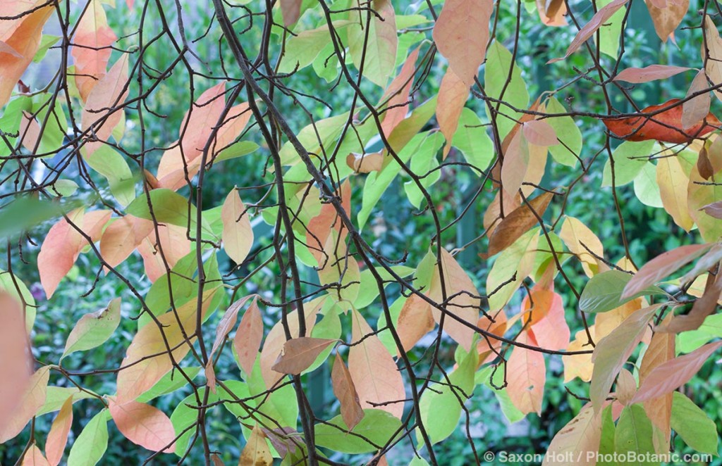 Tapestry of autumn leaves, Tupelo tree - Nyssa sylvatica