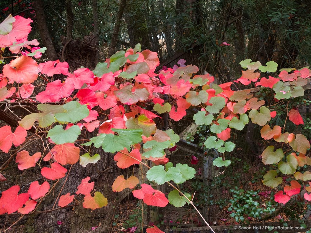 Roger's Red grape vine leaves show autumn color.