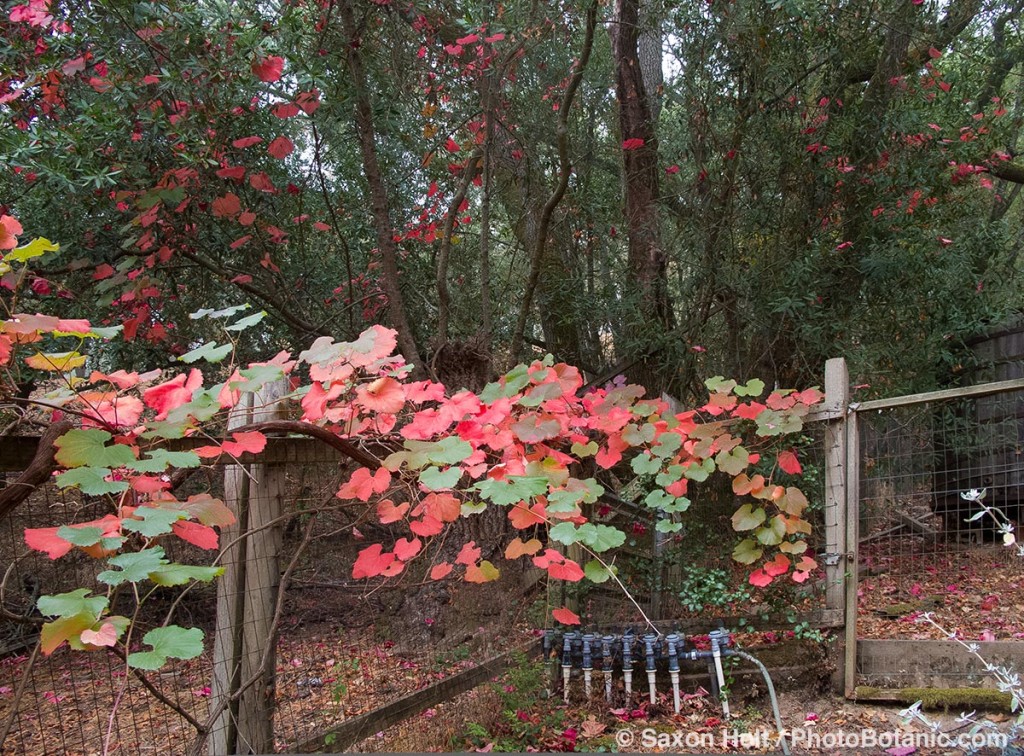 Roger's Red grape vine leaves show autumn color on my back fence