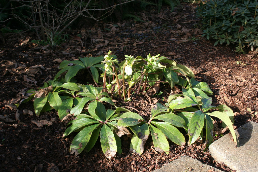 Pruning evergreen perennials - A simple guide to how and when from NorthCoastGardening.com