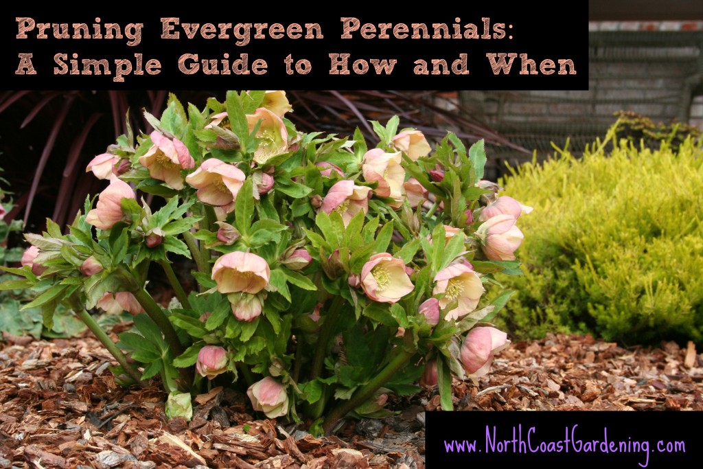 Pruning evergreen perennials A simple guide to how and when from NorthCoastGardening.com