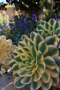 Succulents evoke the sea