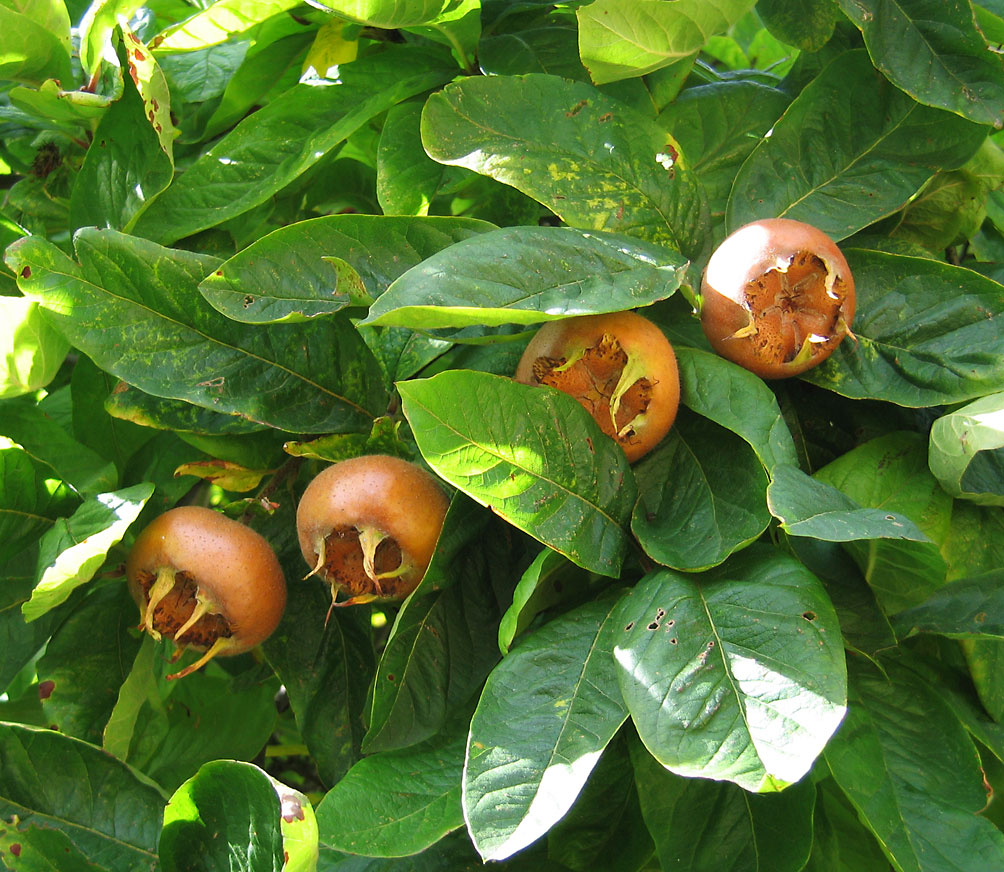 Medlar fruit and leaves, photo by Andrew Dunn and used via Creative Commons License.